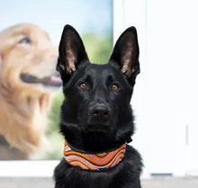 Load image into Gallery viewer, TKC The Groove Beaded Dog Collar