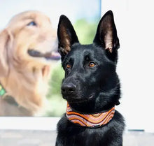 Load image into Gallery viewer, TKC The Groove Beaded Dog Collar