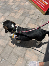 Load image into Gallery viewer, Maasai Shield Argyle Beaded Dog Lead