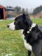 Load image into Gallery viewer, TKC Daisies Beaded Dog Collar