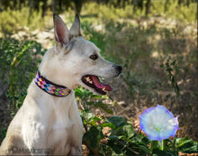 Load image into Gallery viewer, &quot;Posey Argyle&quot; Beaded Dog Collar - Exceptional Equestrian 