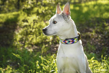 Load image into Gallery viewer, &quot;Posey Argyle&quot; Beaded Dog Collar - Exceptional Equestrian 