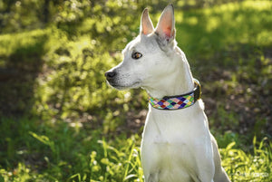 "Posey Argyle" Beaded Dog Collar - Exceptional Equestrian 