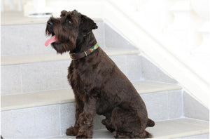 "TKC Exclusive Holiday Argyle" Beaded Dog Collar