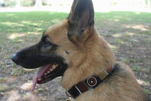 Load image into Gallery viewer, &quot;Topi&quot; Beaded Dog Collar