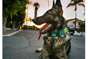 "Lagoon" Beaded Dog Collar