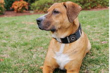 Load image into Gallery viewer, &quot;Oryx&quot; Beaded Dog Collar