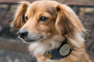 "Metallic Circle of Life" Beaded Dog Collar
