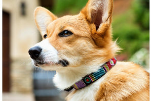 "Bijou" Beaded Dog Collar