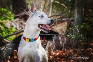 *"Flower Power" Beaded Dog Collar